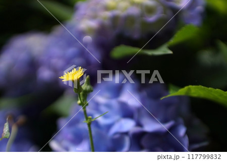鳥取 四季の散歩 春 紫陽花 花 鳥取 四季の散歩 春 紫陽花 花 117799832