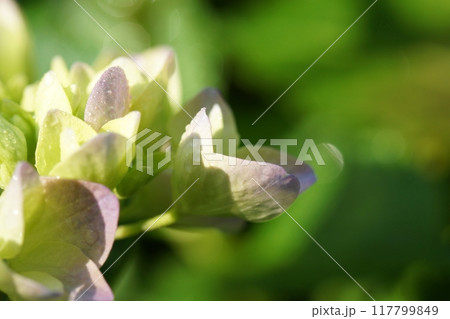 鳥取 四季の散歩 春 紫陽花 花 鳥取 四季の散歩 春 紫陽花 花 117799849