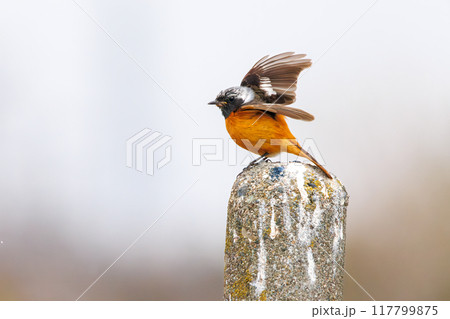 飛翔する可愛いジョウビタキ（ヒタキ科）。群馬県利根川河川敷-2024年3月 117799875