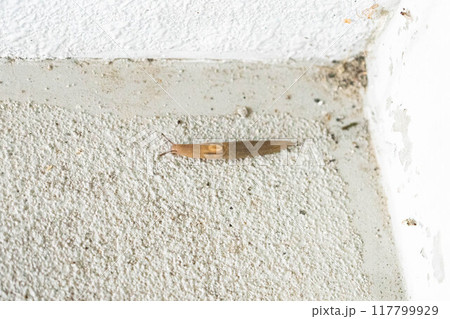 住宅の階段を這うナメクジの写真 117799929