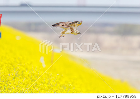 狩りのために菜の花畑に飛び込む美しいノスリ（タカ科）。  日本国群馬県、利根川河川敷にて。 2024 117799959