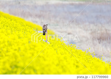 狩りのために菜の花畑に飛び込む美しいノスリ（タカ科）。  日本国群馬県、利根川河川敷にて。 2024 117799960