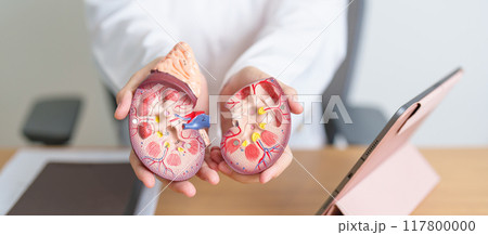 Doctor with Kidney Adrenal gland anatomy model and tablet. disease of Urinary system and Stones, Cancer, world kidney day, Chronic kidney, Urology, Nephritis, Renal, Transplant and health 117800000