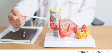 Doctor with human Thyroid anatomy model. Hyperthyroidism, Hypothyroidism, Hashimoto Thyroiditis, Thyroid Tumor and Cancer, Postpartum, Papillary Carcinoma and Health concept 117800007