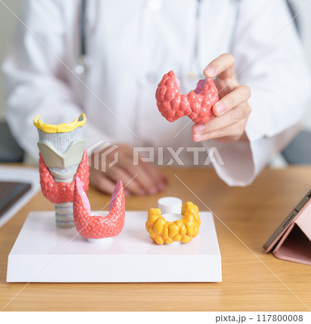 Doctor with human Thyroid anatomy model and tablet. Hyperthyroidism, Hypothyroidism, Hashimoto Thyroiditis, Thyroid Tumor and Cancer, Postpartum, Papillary Carcinoma and Health concept 117800008