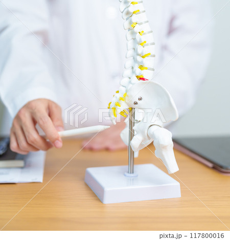 Doctor with human Spine anatomy model. Spinal Cord Disorder and disease, Back pain, Lumbar, Sacral pelvis, Cervical neck, Thoracic, Coccyx, Orthopedist, chiropractic, Office Syndrome and health Doctor with human Spine anatomy model. Spinal Cord Disorder and disease, Back pain, Lumbar, Sacral pelvis, Cervical neck, Thoracic, Coccyx, Orthopedist, chiropractic, Office Syndrome and health 117800016