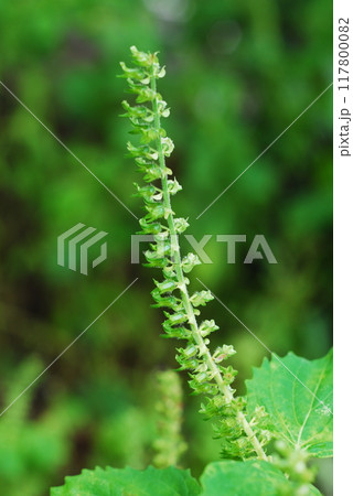 青じそ(大葉)の花 117800082