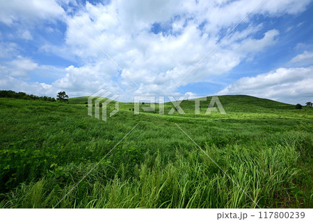 長者の森 117800239