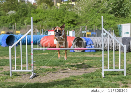 German Boxer Purebred Dog agility field jumping over obstacles, crossing tunnel, running slalom 117800363