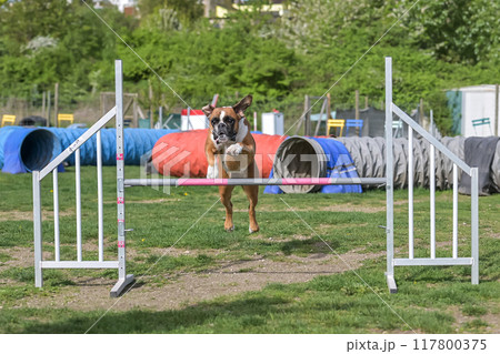 German Boxer Purebred Dog agility field jumping over obstacles, crossing tunnel, running slalom 117800375