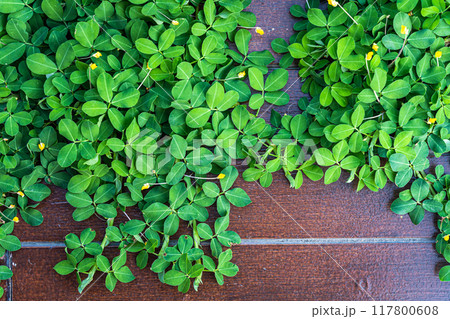 Green vine leaves on Wood planks floor that grows naturally background with copy space 117800608