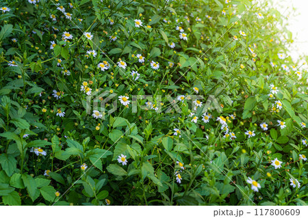 beautiful White seaside daisies,Marguerite daisy flower (Erigeron karvinskianus) or Mexican Daisy in a spring garden. 117800609