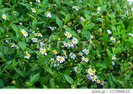 beautiful White seaside daisies,Marguerite daisy flower (Erigeron karvinskianus) or Mexican Daisy in a spring garden. 117800610