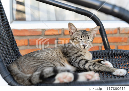 kitten Brown cat lying on a chair in the garden or outside house. kitten Brown cat lying on a chair in the garden or outside house. 117800613