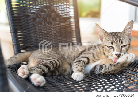 kitten Brown cat lying on a chair in the garden or outside house. kitten Brown cat lying on a chair in the garden or outside house. 117800614