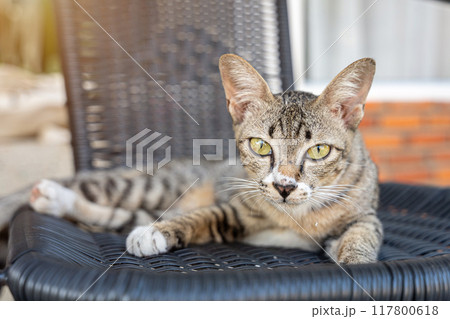 kitten Brown cat lying on a chair in the garden or outside house. 117800618