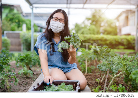 Asian happiness Young farmer woman wearing protective mask and green fresh kale in basket in a vegetable organic garden on the farm at home, useful for health and High in antioxidants. 117800619