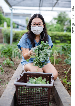 Asian happiness Young farmer woman wearing protective mask and green fresh kale in basket in a vegetable organic garden on the farm at home, useful for health and High in antioxidants. 117800620