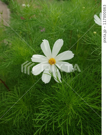 秋にきれいに咲く秋桜 117800863