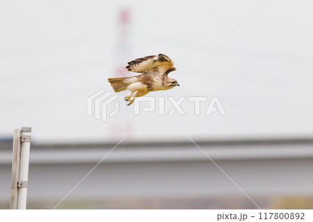 とまり木から飛び出す美しいノスリ(タカ科)。 日本国群馬県、利根川河川敷にて。 2024年3月23 とまり木から飛び出す美しいノスリ(タカ科)。 日本国群馬県、利根川河川敷にて。 2024年3月23 117800892