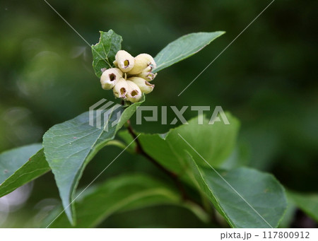 エゴノキについた虫こぶ（エゴノネコアシフシ）の裂開 117800912