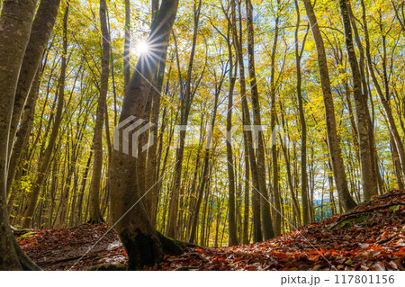 【森林素材】秋の美人林【新潟県】 【森林素材】秋の美人林【新潟県】 117801156