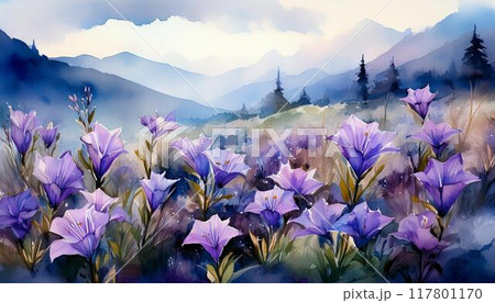 キキョウが美しい花畑の風景 キキョウが美しい花畑の風景 117801170