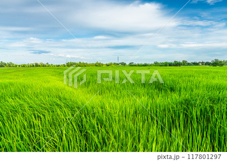 Scenic view landscape of Rice field green grass with field cornfield or in Asia country agriculture harvest with fluffy clouds blue sky daylight background. Scenic view landscape of Rice field green grass with field cornfield or in Asia country agriculture harvest with fluffy clouds blue sky daylight background. 117801297