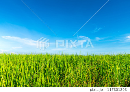 Scenic view landscape of Rice field green grass with field cornfield or in Asia country agriculture harvest with fluffy clouds blue sky daylight background. 117801298