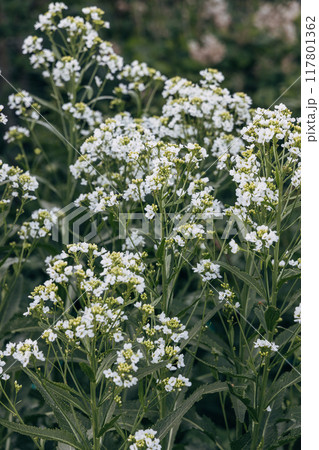 White horseradish fowers close up in organic garden. Blooming horseradish, lat. Armoracia rusticana, a perennial vegetable plant, in spring White horseradish fowers close up in organic garden. Blooming horseradish, lat. Armoracia rusticana, a perennial vegetable plant, in spring 117801362