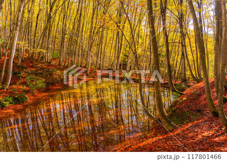 【森林素材】秋の美人林【新潟県】 117801466