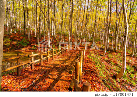 【森林素材】秋の美人林【新潟県】 【森林素材】秋の美人林【新潟県】 117801471