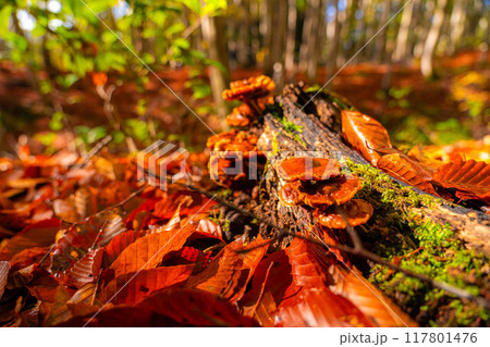 【森林素材】秋の美人林【新潟県】 117801476