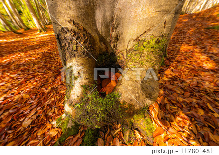 【森林素材】秋の美人林【新潟県】 【森林素材】秋の美人林【新潟県】 117801481