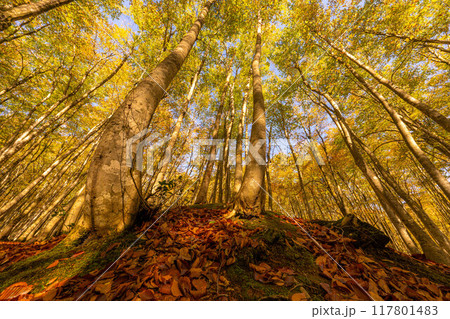 【森林素材】秋の美人林【新潟県】 117801483