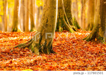 【森林素材】秋の美人林【新潟県】 117801501