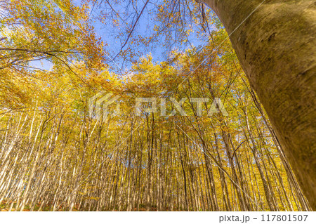 【森林素材】秋の美人林【新潟県】 117801507