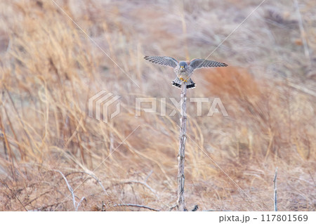 止まり木飛びつく美しいチョウゲンボウ（ハヤブサ科）。群馬県利根川河川敷2024年3月 117801569
