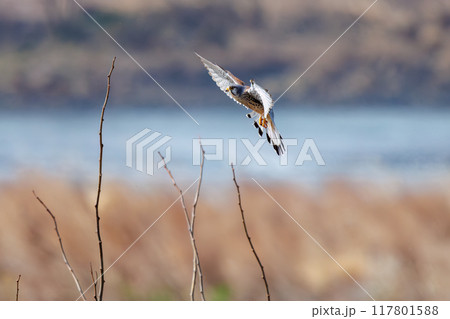 止まり木飛びつく美しいチョウゲンボウ（ハヤブサ科）。群馬県利根川河川敷2024年3月 117801588