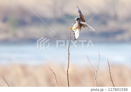 止まり木飛びつく美しいチョウゲンボウ(ハヤブサ科)。群馬県利根川河川敷2024年3月 止まり木飛びつく美しいチョウゲンボウ(ハヤブサ科)。群馬県利根川河川敷2024年3月 117801598