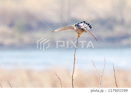 止まり木飛びつく美しいチョウゲンボウ(ハヤブサ科)。群馬県利根川河川敷2024年3月 止まり木飛びつく美しいチョウゲンボウ(ハヤブサ科)。群馬県利根川河川敷2024年3月 117801599