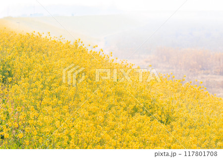 朝もやの広大な河川敷の美しい菜の花畑の斜面。群馬県利根川河川敷2024年3月 117801708