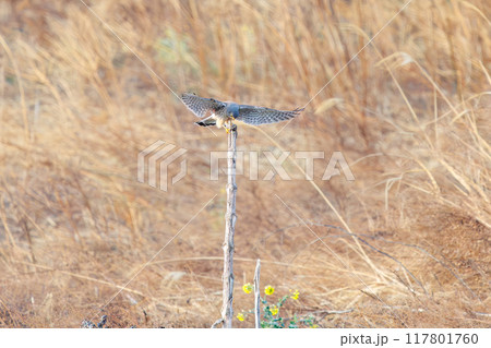 とまり木で捕らえたネズミを食す美しいチョウゲンボウ（ハヤブサ科）。群馬県利根川河川敷2024年3月 117801760