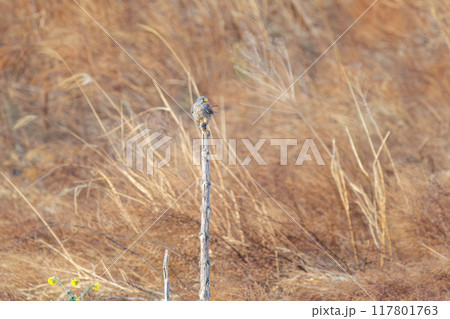 とまり木で捕らえたネズミを食す美しいチョウゲンボウ（ハヤブサ科）。群馬県利根川河川敷2024年3月 117801763