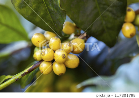 coffee berries by agriculture. Coffee beans ripening on the tree in North of Thailand 117801799