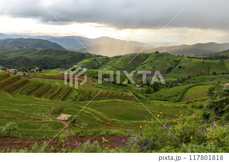 Terraced rice field at Mae Cham Chiangmai Northern Thailand Terraced rice field at Mae Cham Chiangmai Northern Thailand 117801818