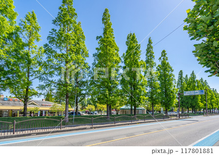 道の駅デンパーク安城　契約農家でとれた新鮮な野菜,果実　梨といちじくは国内でも有数の産地 117801881