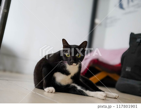 足を伸ばして座る黒猫 足を伸ばして座る黒猫 117801901