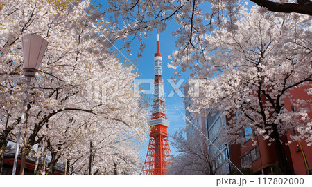 東京タワーと桜 東京タワーと桜 117802000