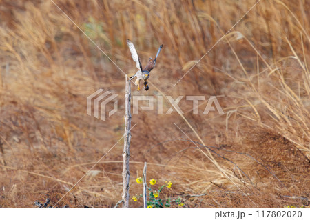捕らえたネズミを掴んだまま飛翔する美しいチョウゲンボウ(ハヤブサ科)。群馬県利根川河川敷2024年 捕らえたネズミを掴んだまま飛翔する美しいチョウゲンボウ(ハヤブサ科)。群馬県利根川河川敷2024年 117802020